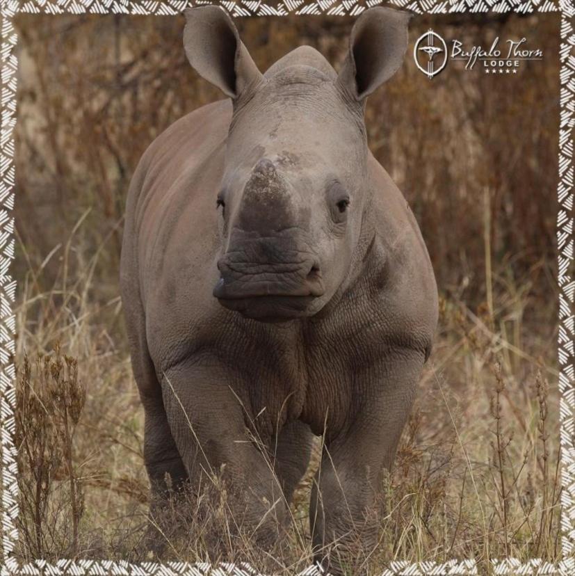 Buffalo Thorn Lodge Pilanesberg Zewnętrze zdjęcie