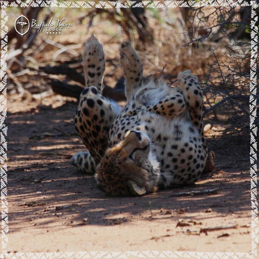Buffalo Thorn Lodge Pilanesberg Zewnętrze zdjęcie